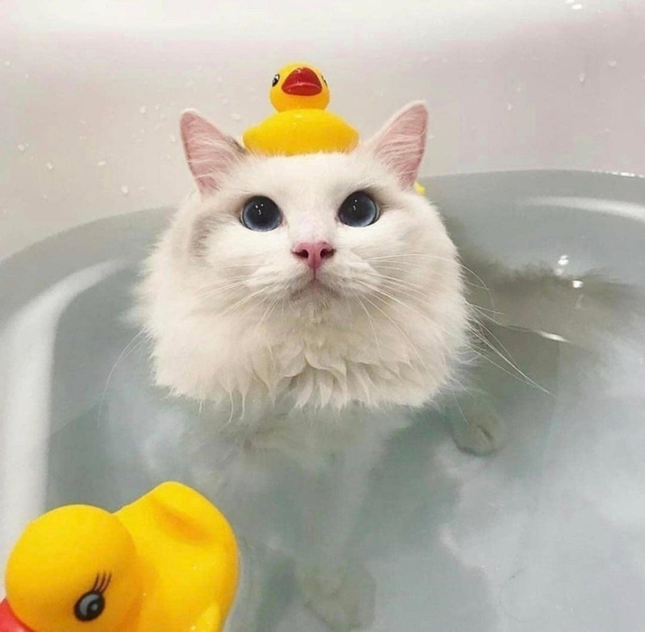Киска в ванне на фоне моря